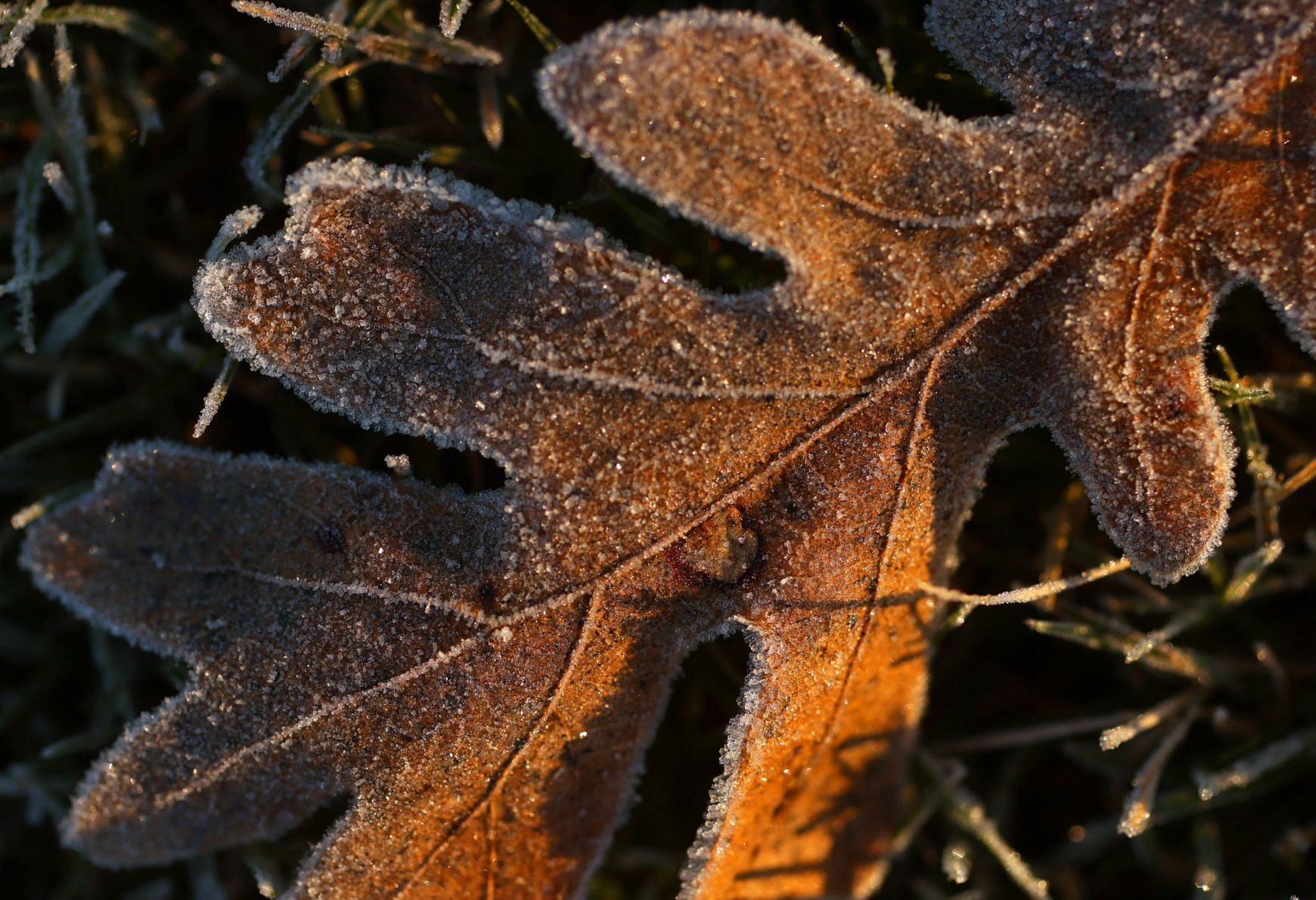 Morning frost fleeting as mid 50s afternoon to come